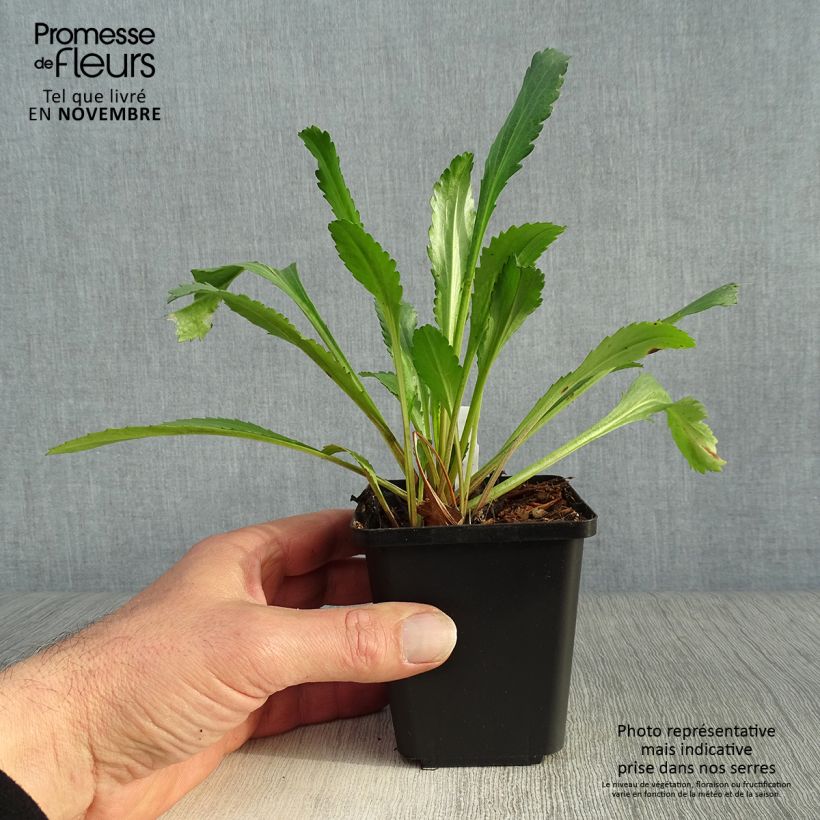 Leucanthemum vulgare 8/9 cm pot sample as delivered in autumn