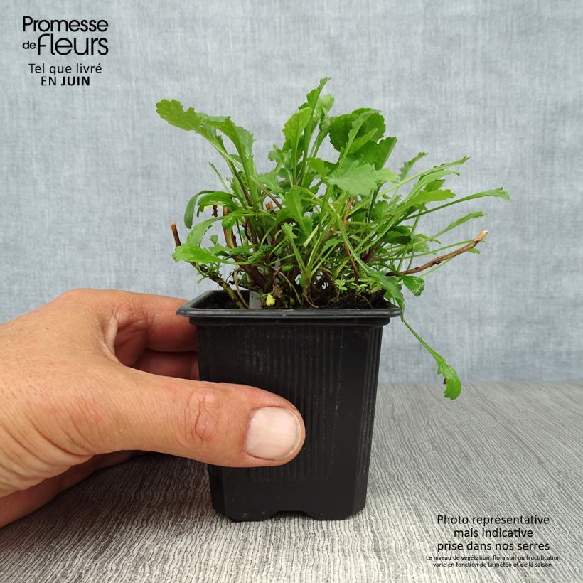 Leucanthemum vulgare 8/9 cm pot sample as delivered in summer