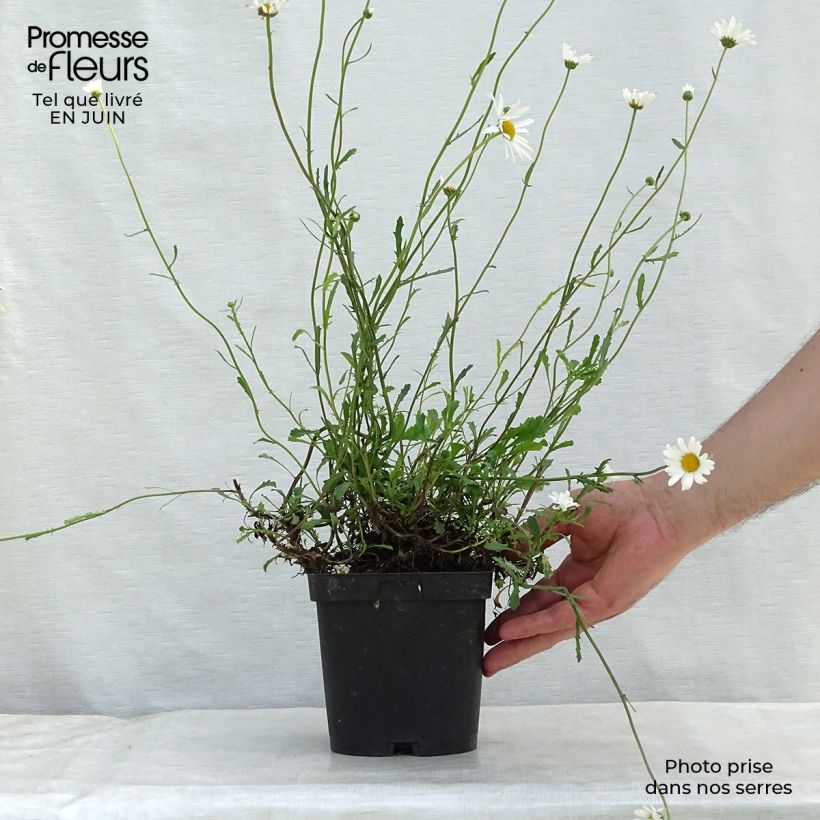 Leucanthemum vulgare 2L/3L pot sample as delivered in summer