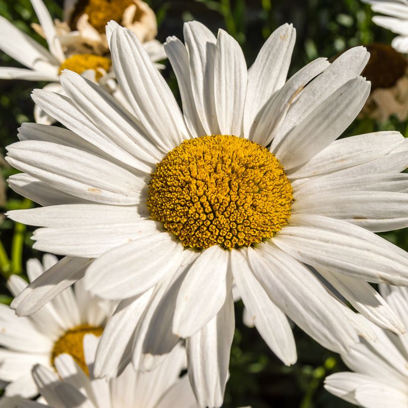 Leucanthemum superbum Brightside - Shasta Daisy (Flowering)