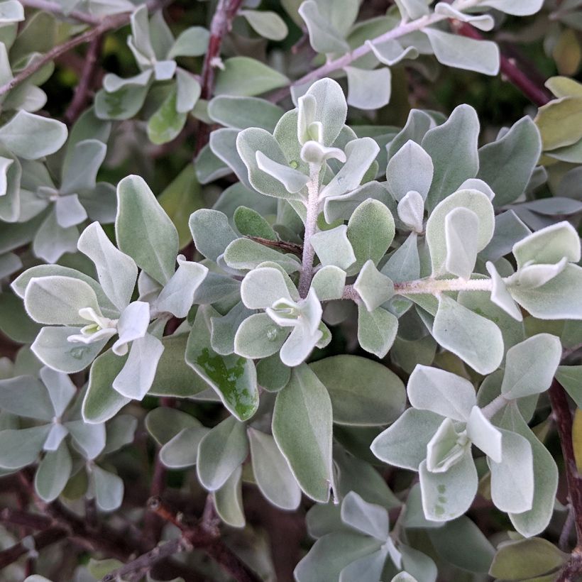 Leucophyllum frutescens (Foliage)