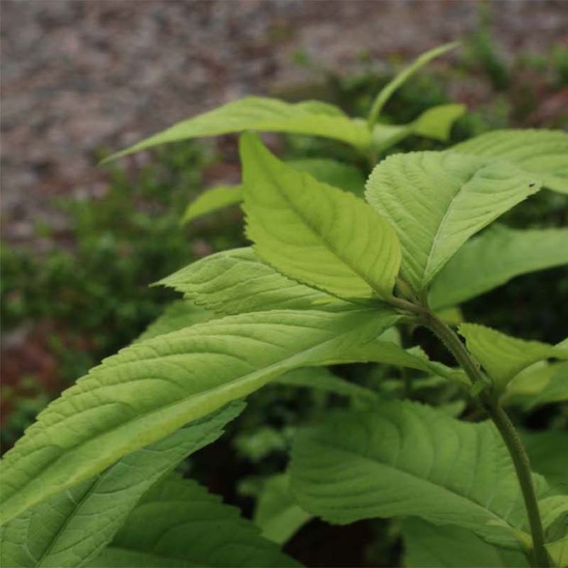 Leucosceptrum japonicum Golden Angel (Foliage)