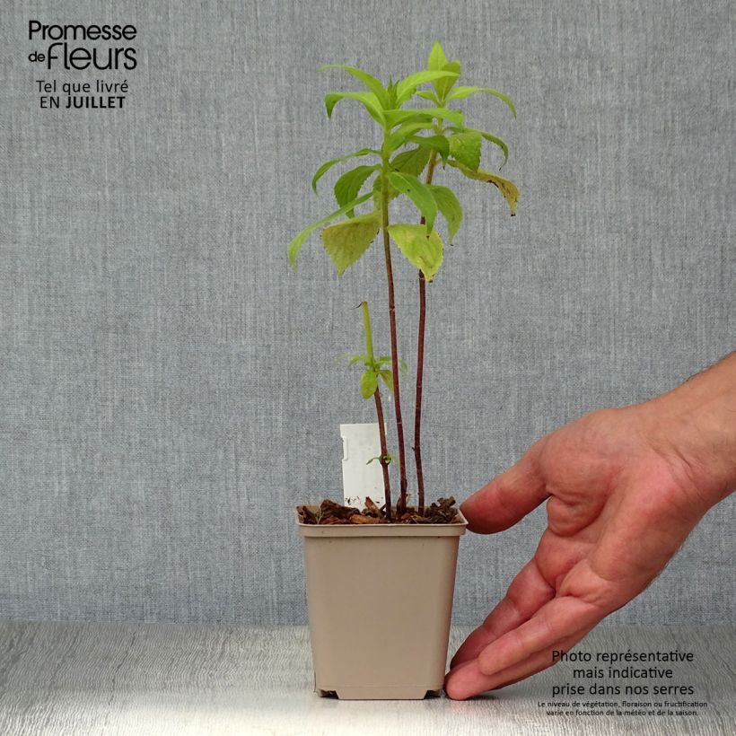 Leucosceptrum japonicum Golden Angel 8/9 cm pot sample as delivered in summer