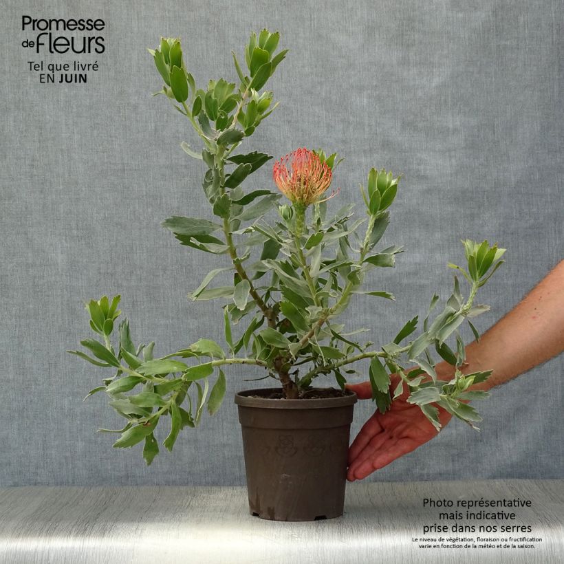 Leucospermum cordifolium Carnival Red 2L/3L pot 80cm sample as delivered in summer