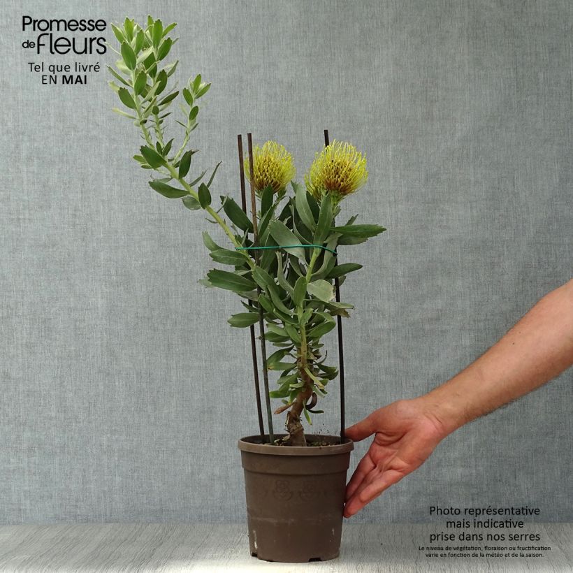 Leucospermum cordifolium Copper Carnival 2L/3L potShipped height around 40/50cm sample as delivered in spring