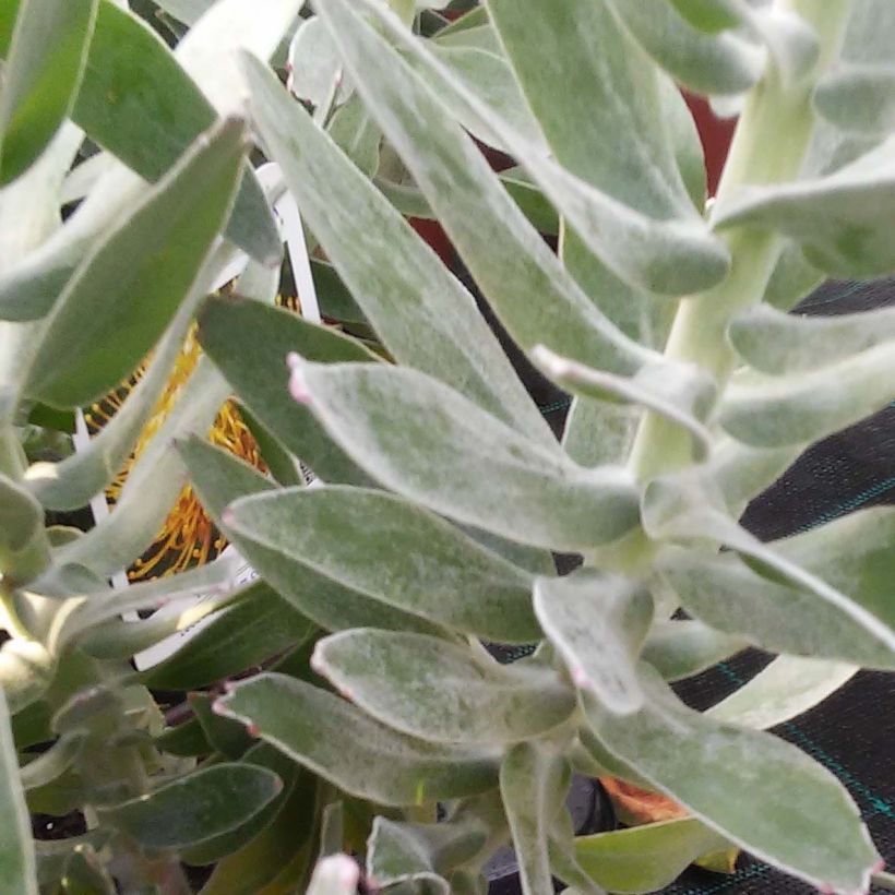 Leucospermum cordifolium Yellow Carnival (Foliage)