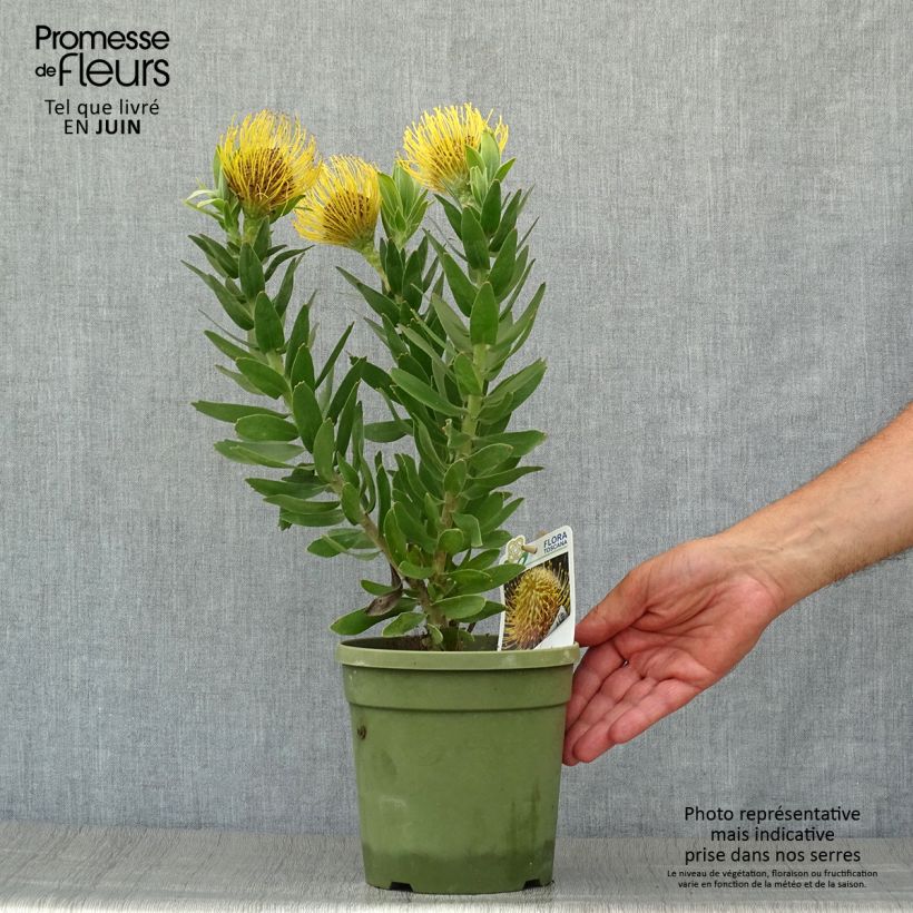 Leucospermum cordifolium Yellow Carnival 2L/3L pot sample as delivered in summer