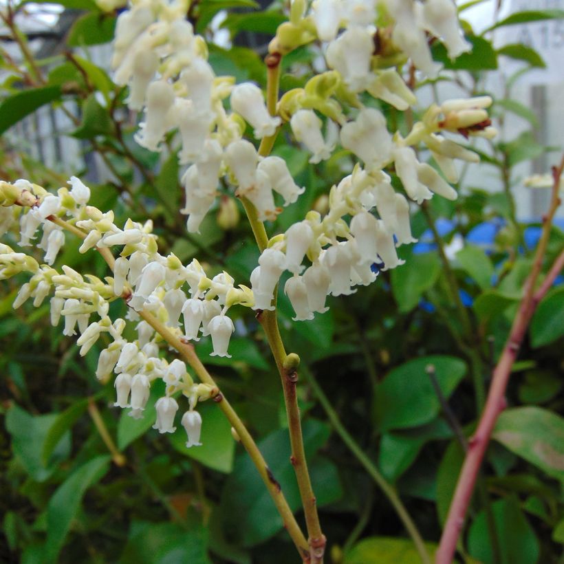 Leucothoe fontanesiana Rainbow (Flowering)