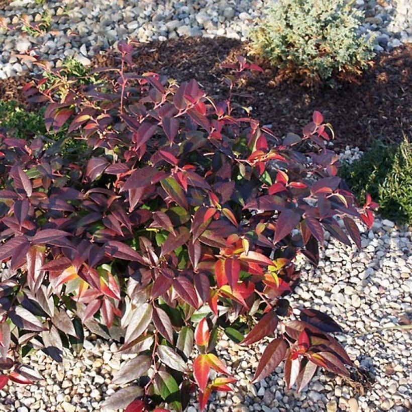 Leucothoe fontanesiana Zebonard (Plant habit)