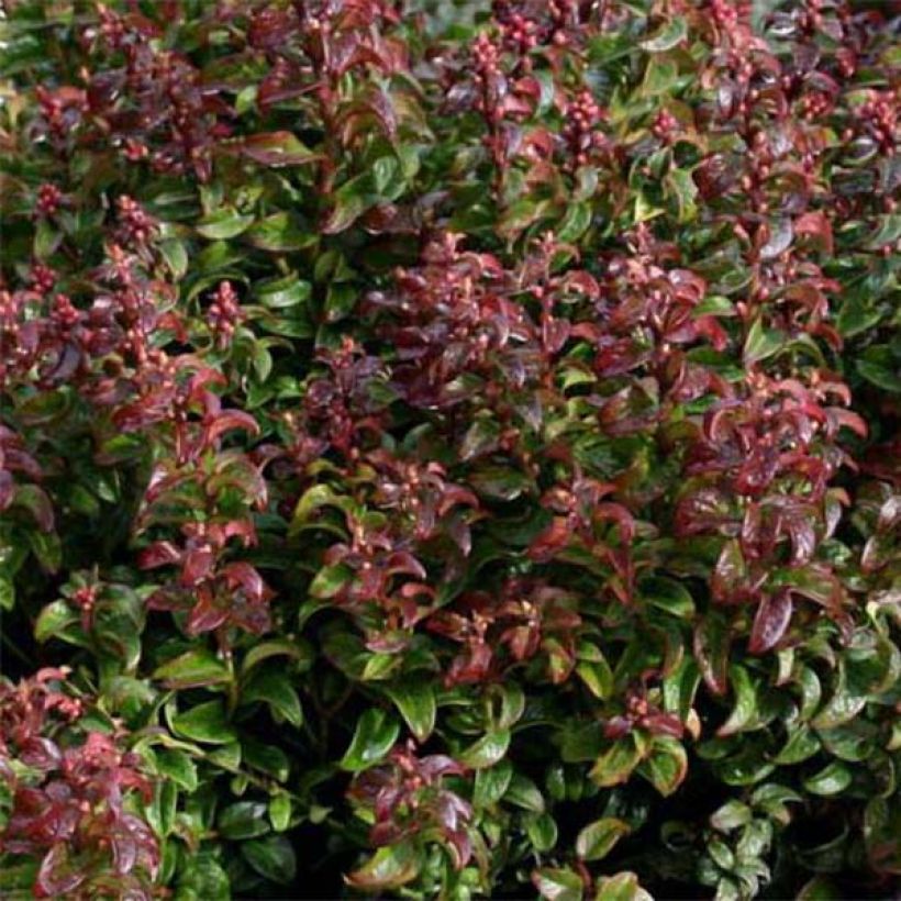 Leucothoe axillaris Twisting Red - Dog hobble (Foliage)