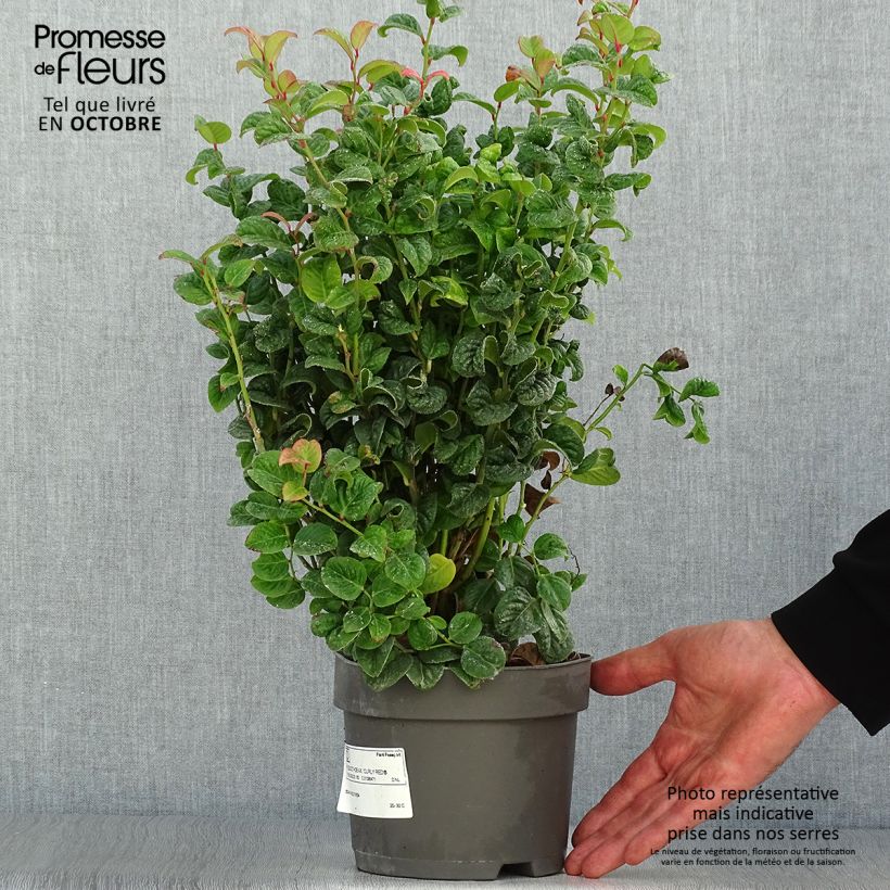 Leucothoe axillaris Curly Red 2L/3L pot sample as delivered in autumn