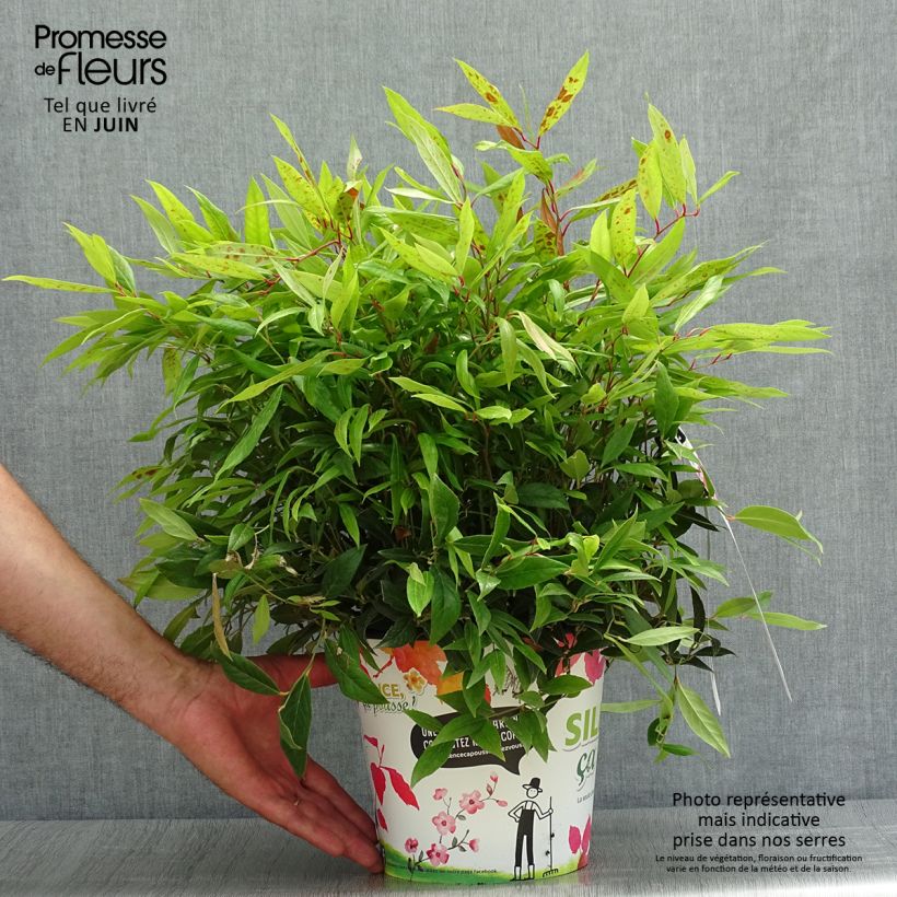 Leucothoe axillaris Red Lips 4L/5L pot sample as delivered in summer