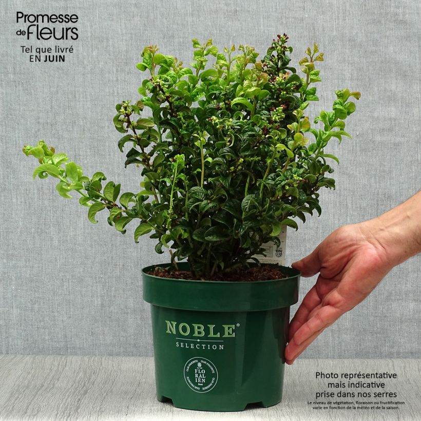 Leucothoe axillaris Twisting Red - Dog hobble 3L/4L pot sample as delivered in summer