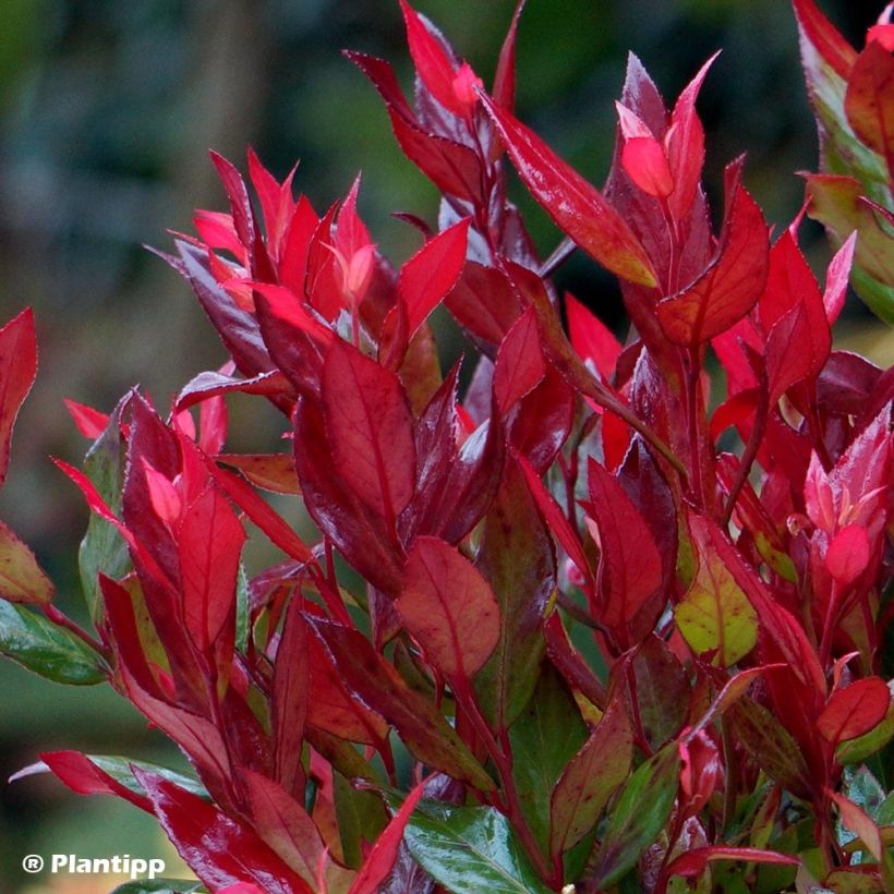 Leucothoe fontanesiana Little Flames (Foliage)