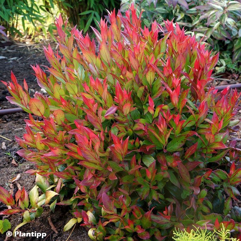 Leucothoe fontanesiana Little Flames (Plant habit)