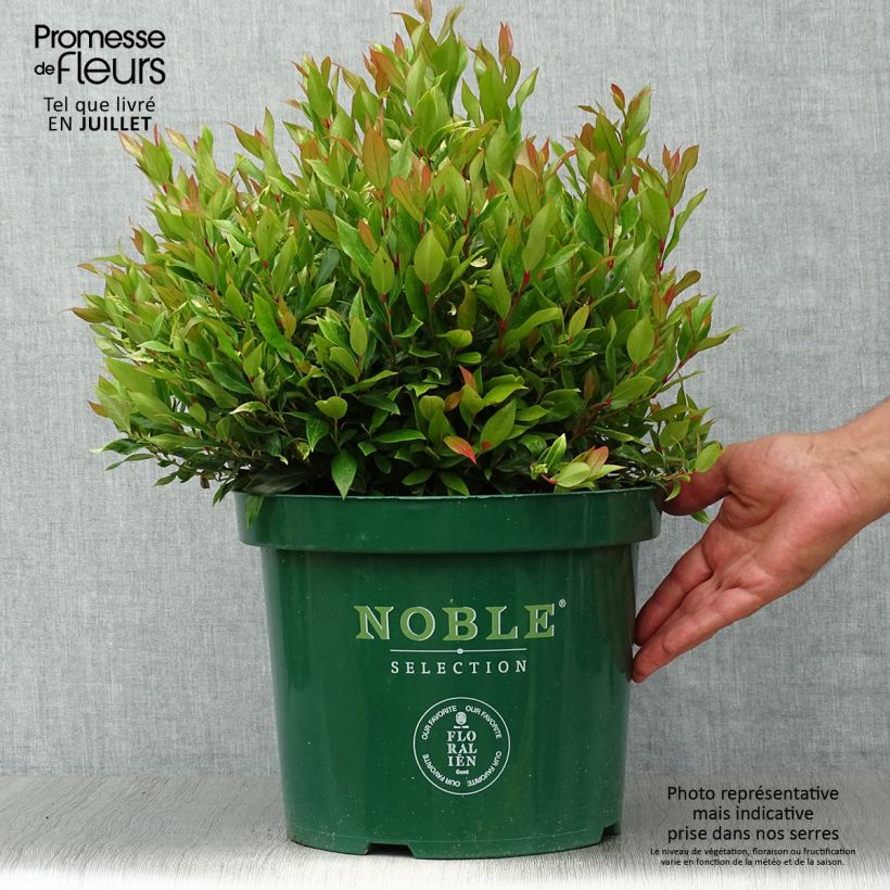 Leucothoe fontanesiana Little Flames 7.5L/10L pot sample as delivered in summer
