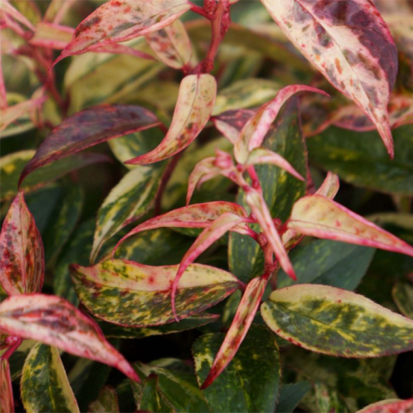 Leucothoe fontanesiana Makijaz (Foliage)