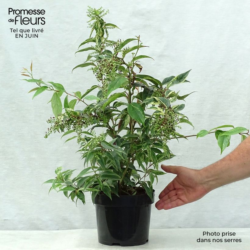 Leucothoe fontanesiana Rainbow 2L/3L pot sample as delivered in summer