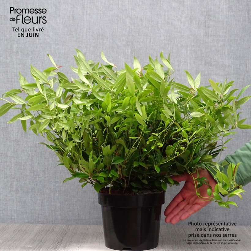 Leucothoe fontanesiana Scarletta 2L/3L pot sample as delivered in summer
