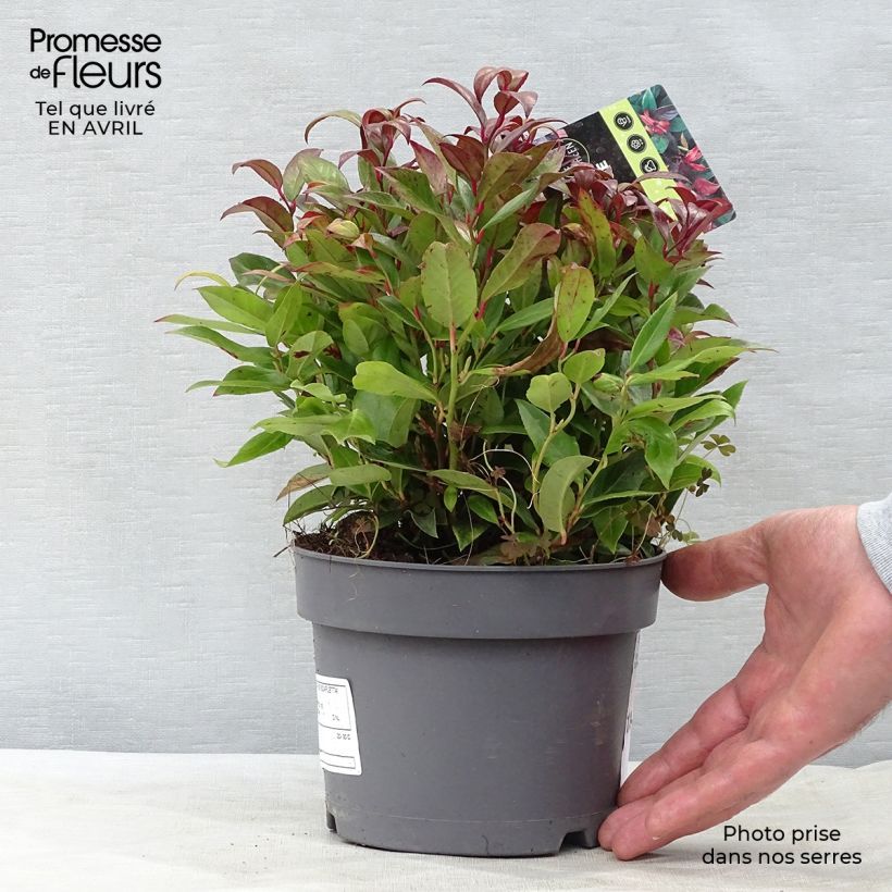Leucothoe fontanesiana Scarletta sample as delivered in spring