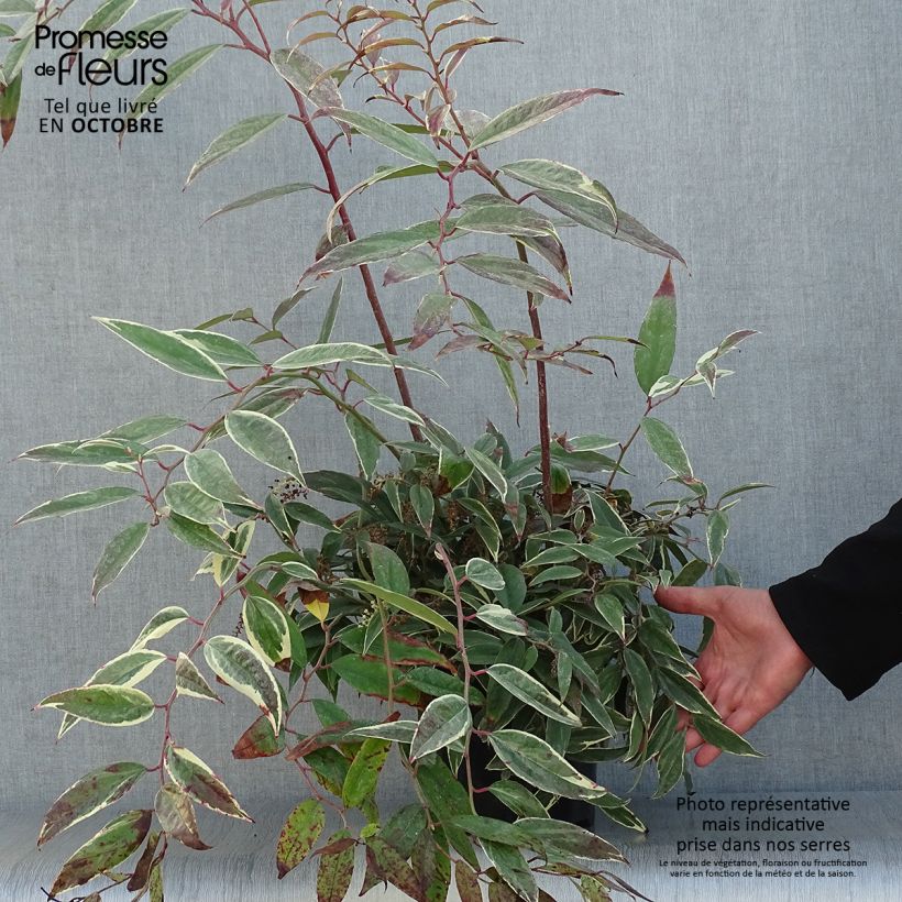Leucothoe fontanesiana Whitewater 2L/3L pot sample as delivered in autumn
