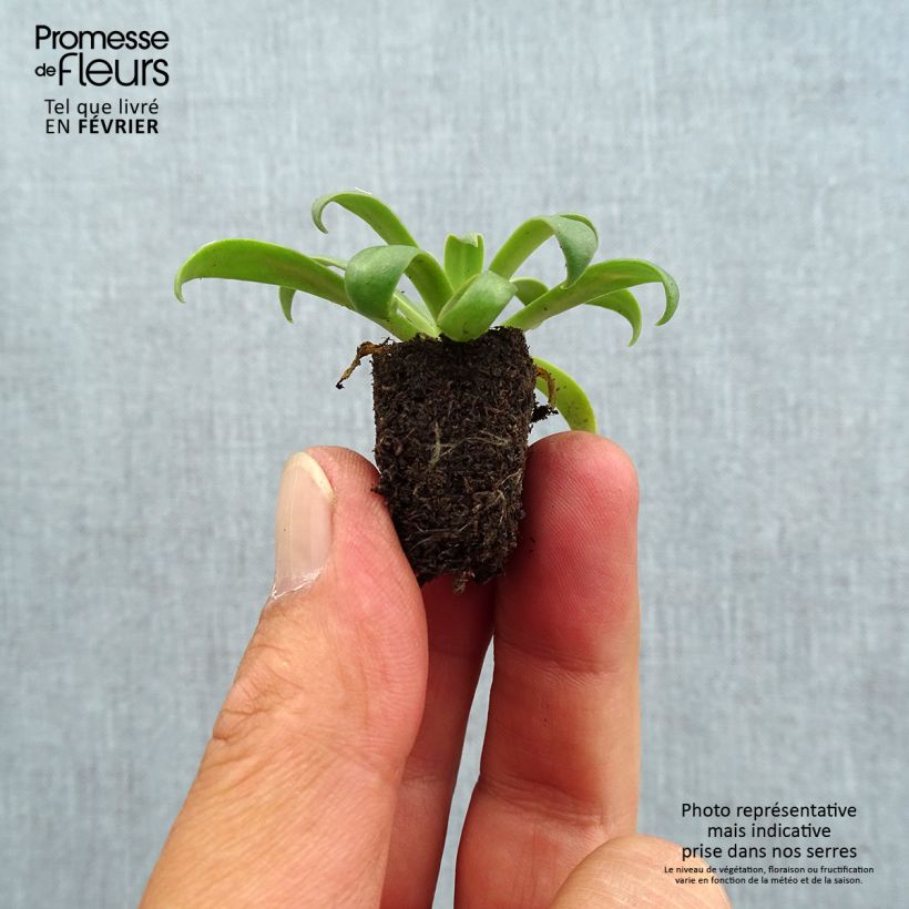 Lewisia cotyledon Golden Yellow Plug plant 1.5/2.5 cm sample as delivered in autumn