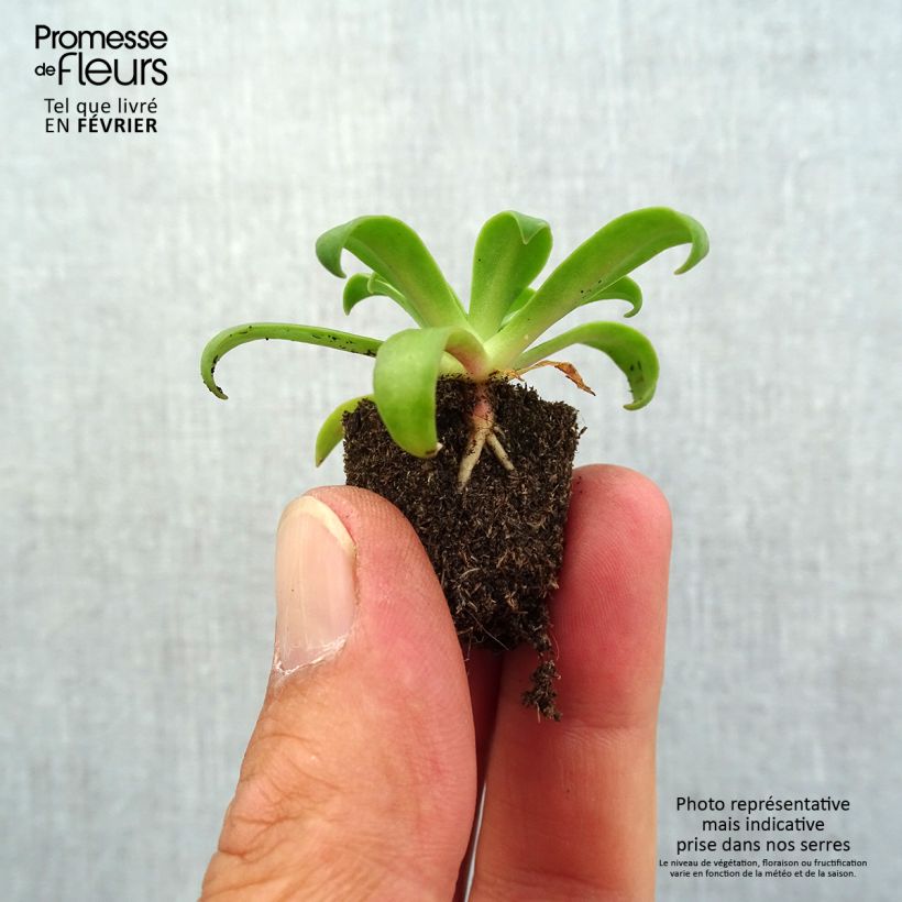 Lewisia cotyledon Elise Ruby Red Plug plant 1.5/2.5 cm sample as delivered in autumn