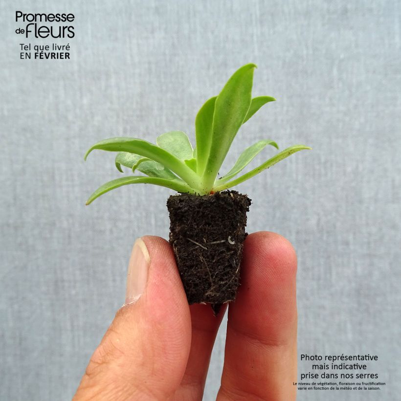 Lewisia cotyledon Ultra Violet Plug plant 1.5/2.5 cm sample as delivered in autumn