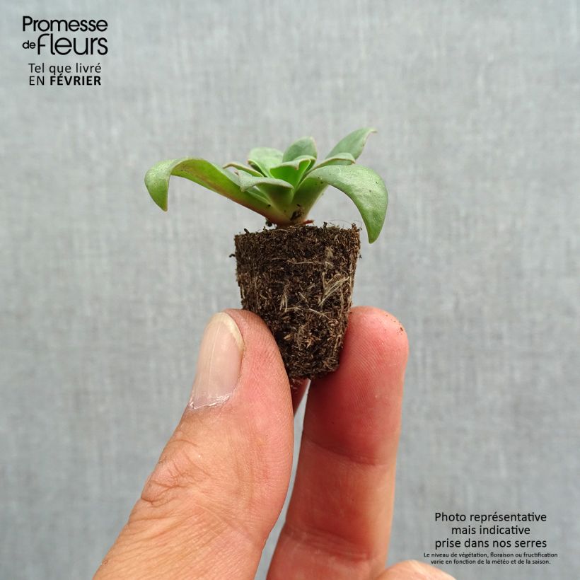 Lewisia cotyledon Elise Mix Plug plant 1.5/2.5 cm sample as delivered in autumn