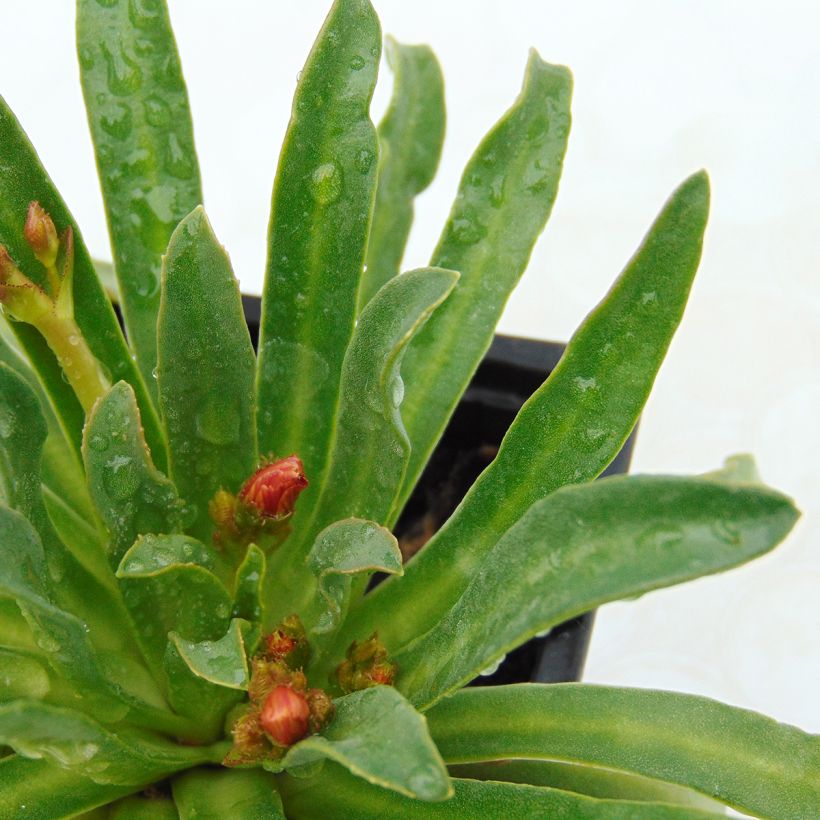 Lewisia cotyledon Mix (Foliage)