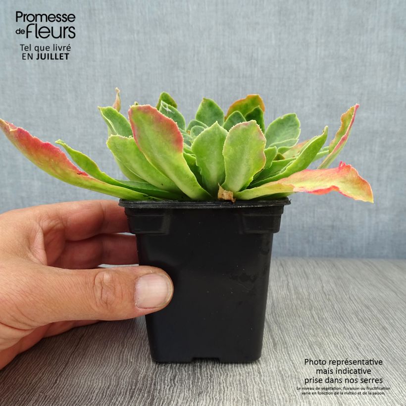 Lewisia cotyledon Mix 7/8 cm pot sample as delivered in summer