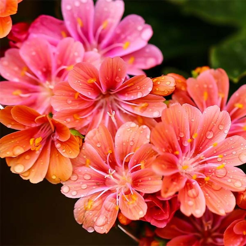 Lewisia cotyledon Mix (Flowering)