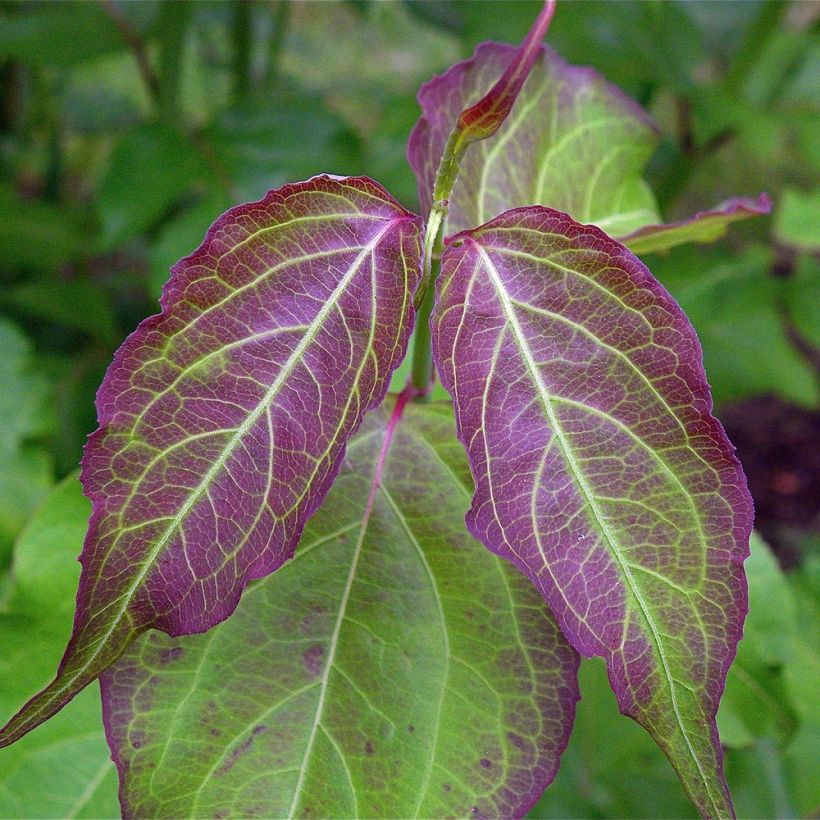 Leycesteria formosa (Foliage)