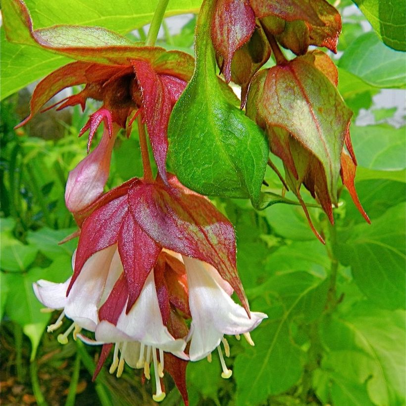 Leycesteria formosa (Flowering)