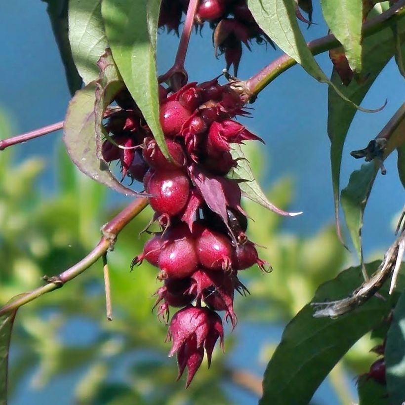 Leycesteria formosa (Harvest)