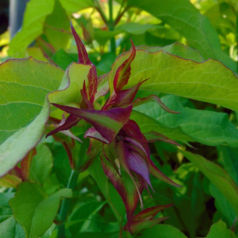 Leycesteria formosa Golden Lanterns (Flowering)