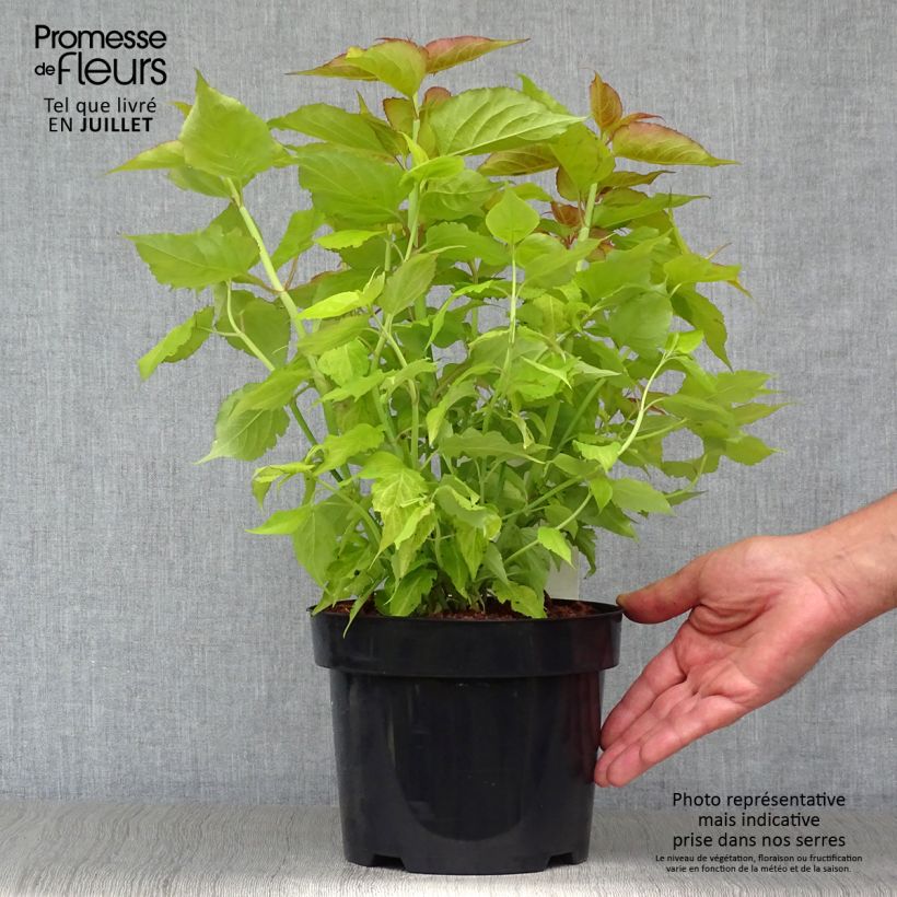 Leycesteria formosa Golden Lanterns 2L/3L pot sample as delivered in summer