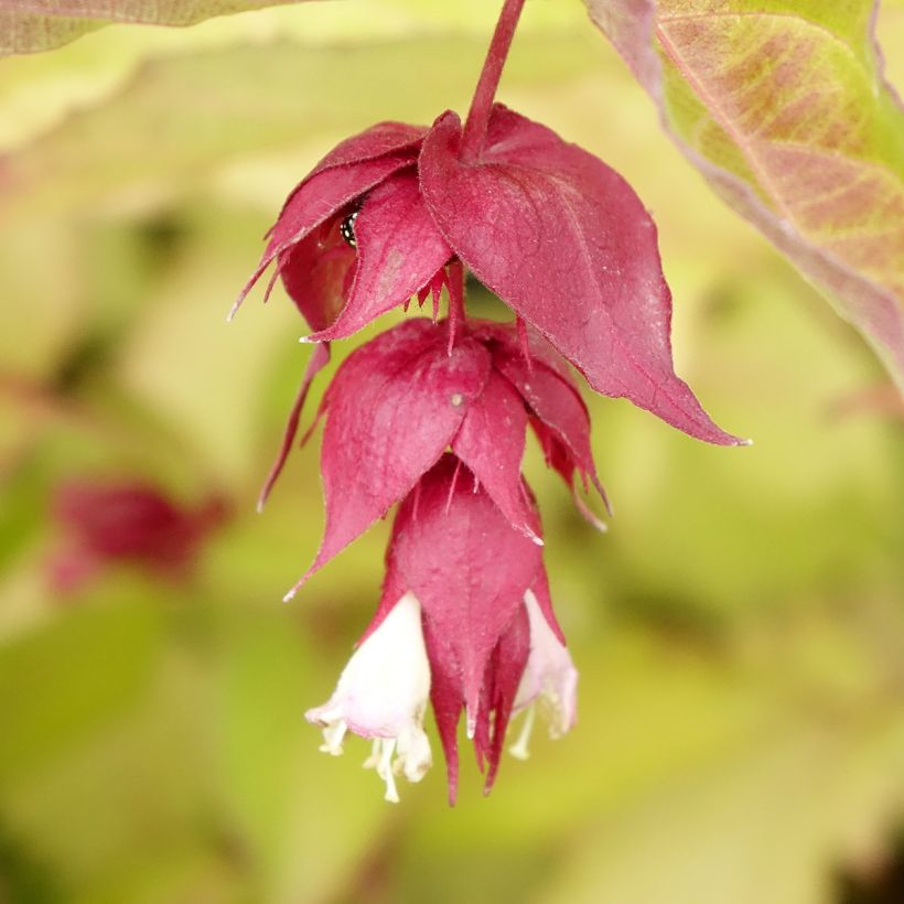 Leycesteria formosa Golden Lanterns (Flowering)