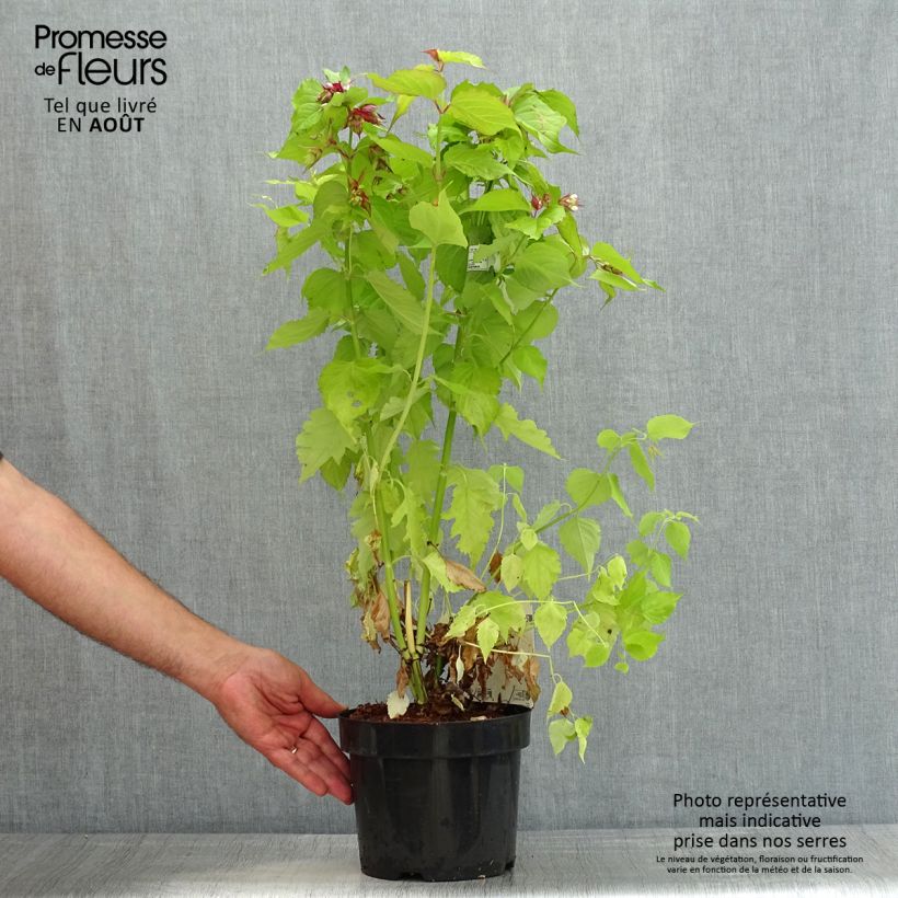 Leycesteria formosa Little Lanterns 3L/4L pot sample as delivered in summer