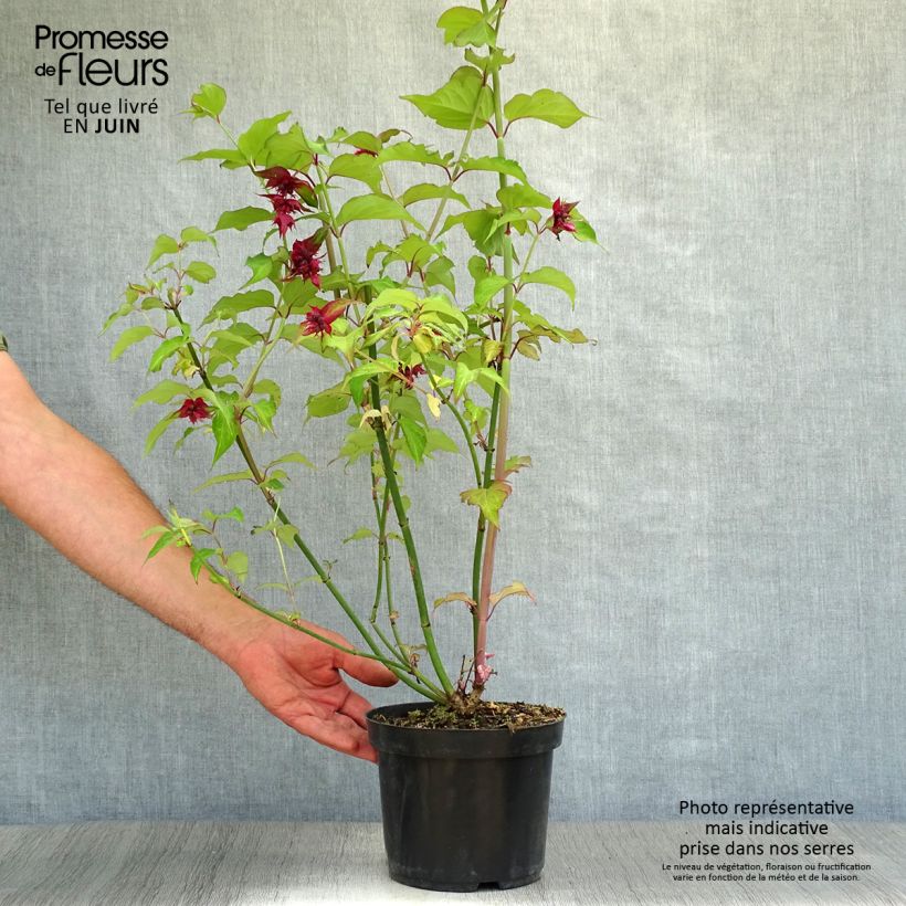 Leycesteria formosa Purple Rain 2L/3L pot sample as delivered in summer