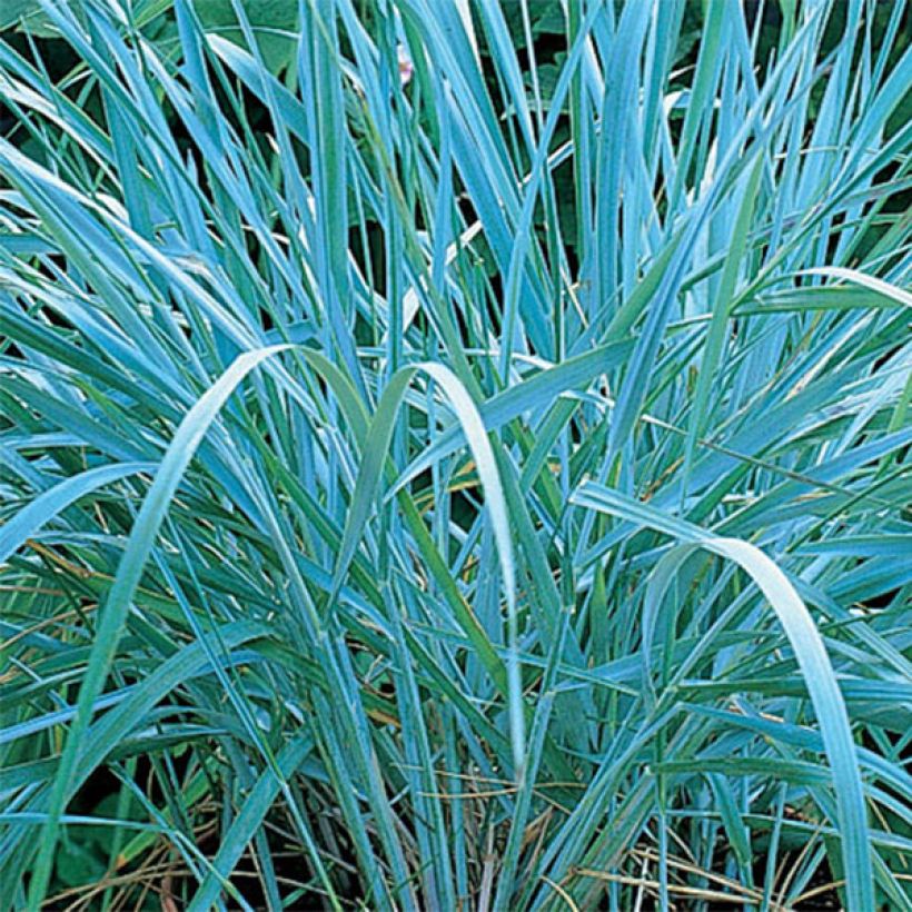 Leymus arenarius (Foliage)