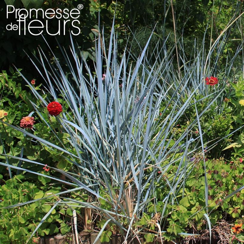 Leymus arenarius Blue Dune (Plant habit)