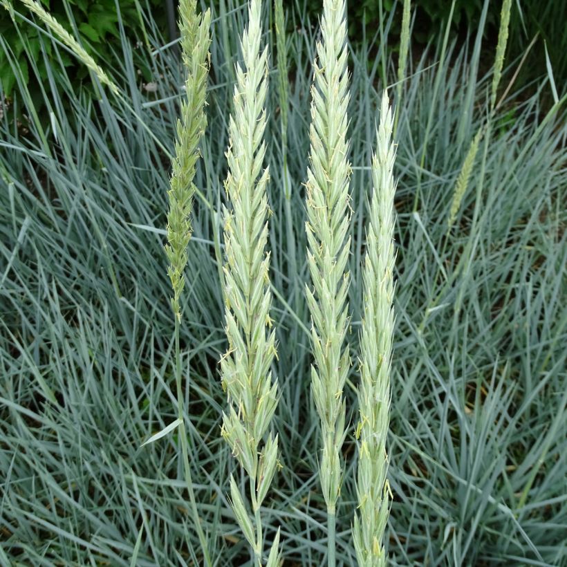 Leymus arenarius Blue Dune (Flowering)