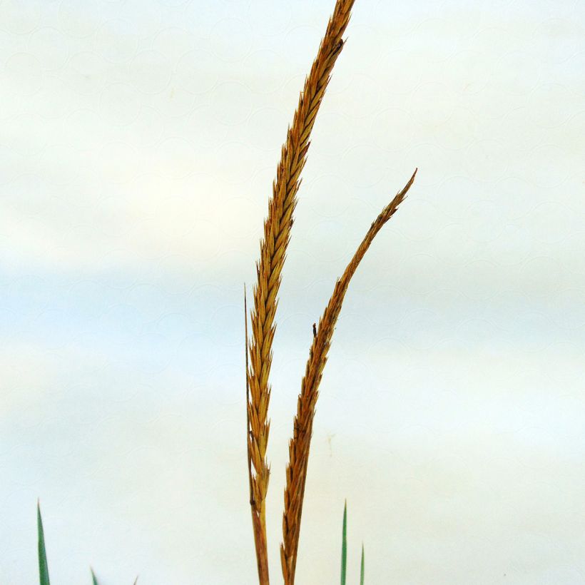 Leymus arenarius (Flowering)