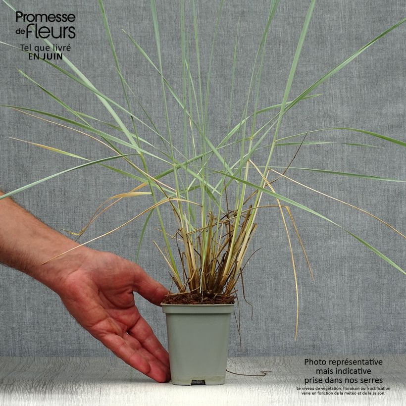 Leymus arenarius 8/9 cm pot sample as delivered in summer