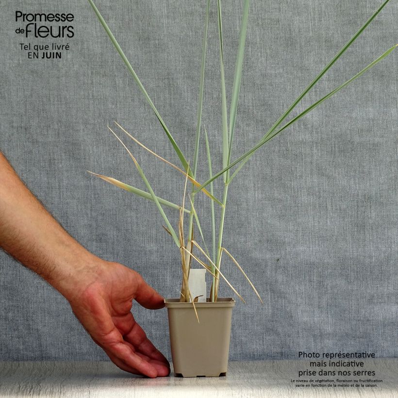 Leymus arenarius Blue Dune 8/9 cm pot sample as delivered in summer