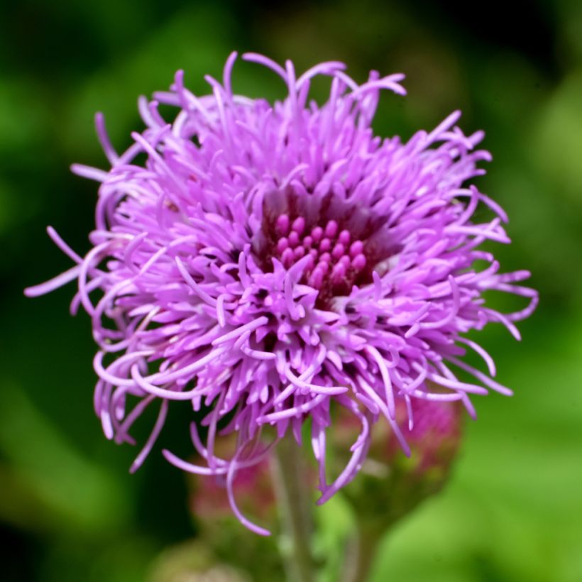 Liatris ligulistylis (Flowering)