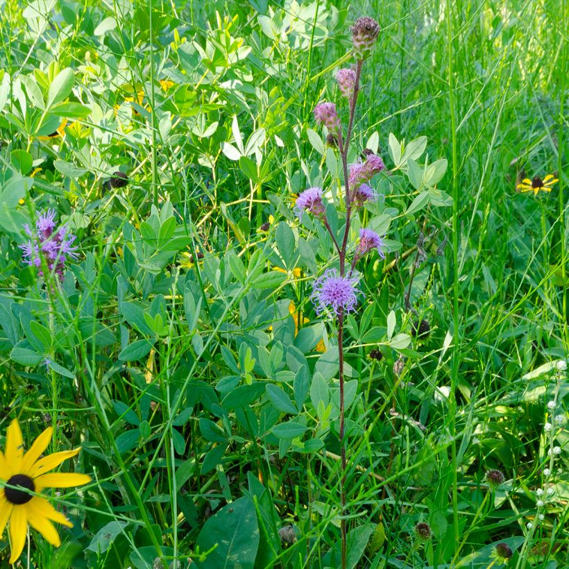 Liatris ligulistylis (Plant habit)