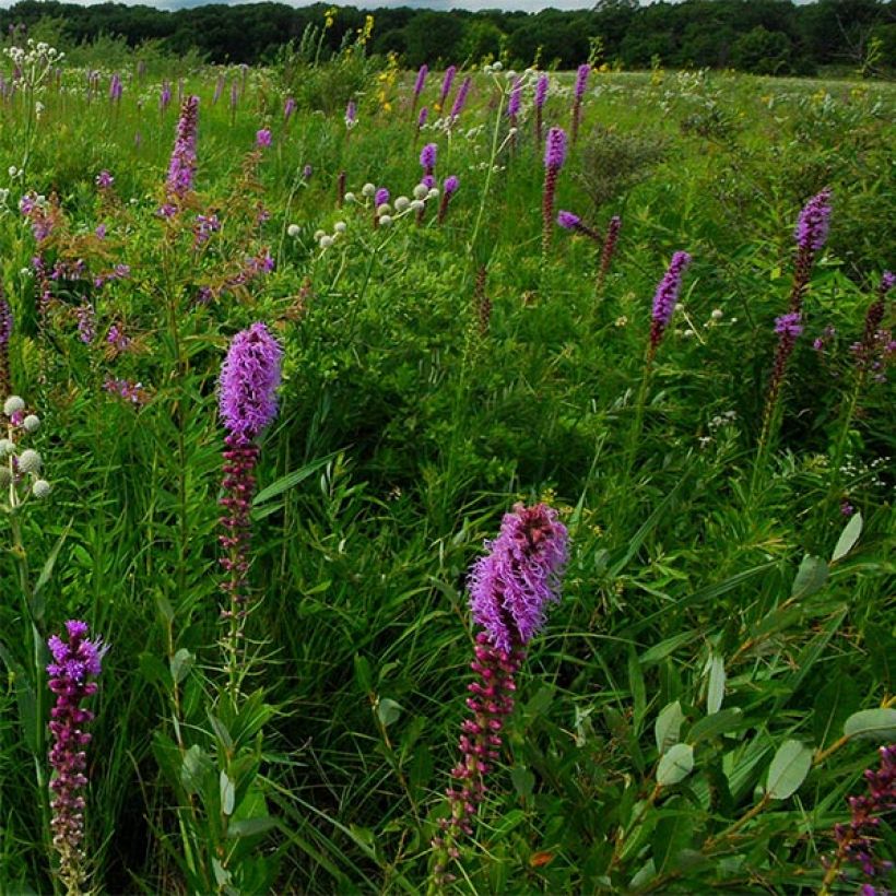 Liatris pycnostachya (Flowering)