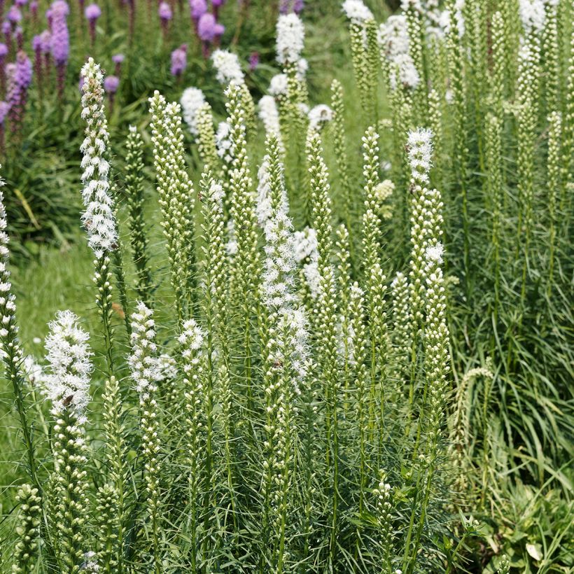 Liatris spicata Floristan White - Dense Blazing star (Plant habit)